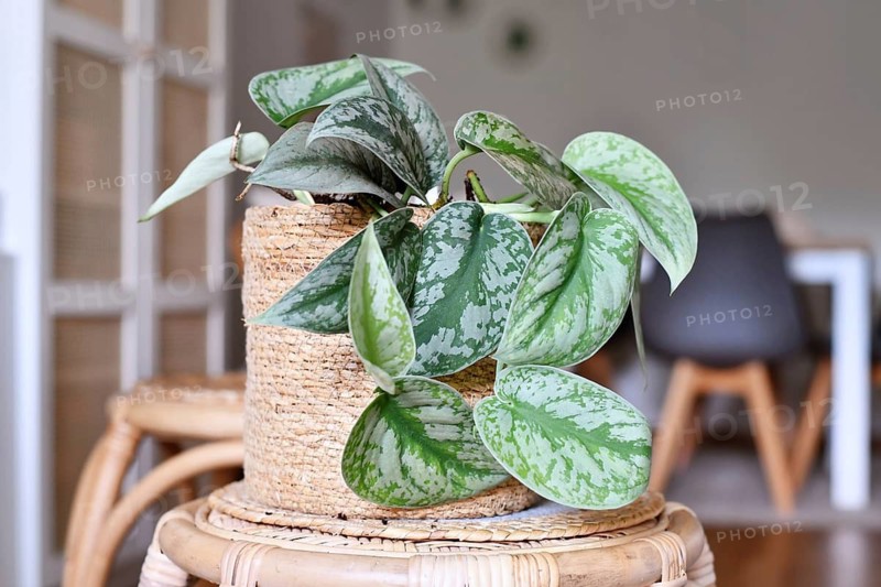 Exotic 'Scindapsus Pictus Exotica' or 'Satin Pothos' houseplant with velvet texture and silver spot pattern in basket pot in living room