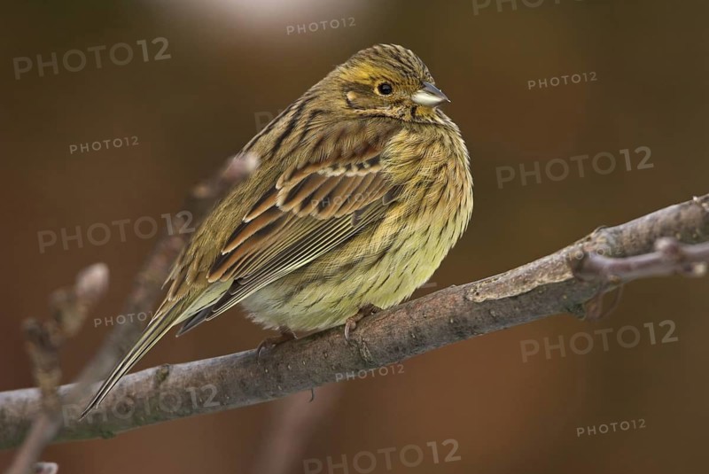 Cirl Bunting (Emberiza cirlus) female, Rhineland-Palatinate, Germany