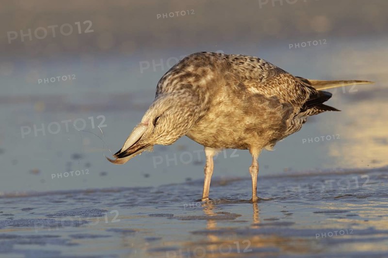 American Herring Gull (Larus smithsonianus), Florida, USA