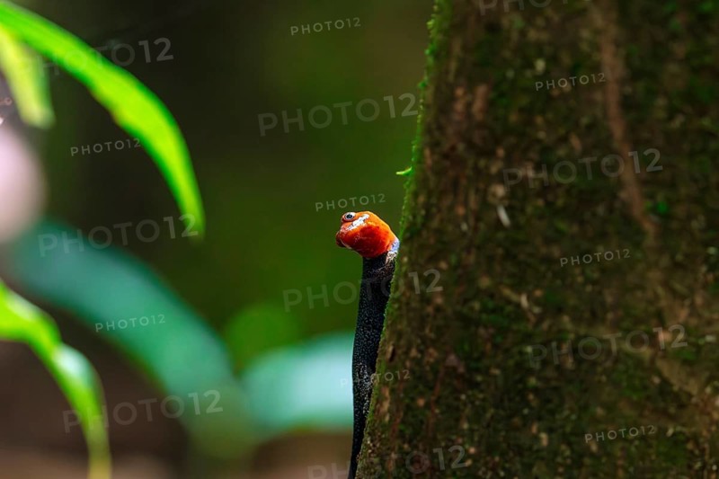 A vibrant Yellow-headed Gecko, Gonatodes albogularis, perched on the side of a lush tree, showcasing the vivid orange head and black body that contrast strikingly with the green background