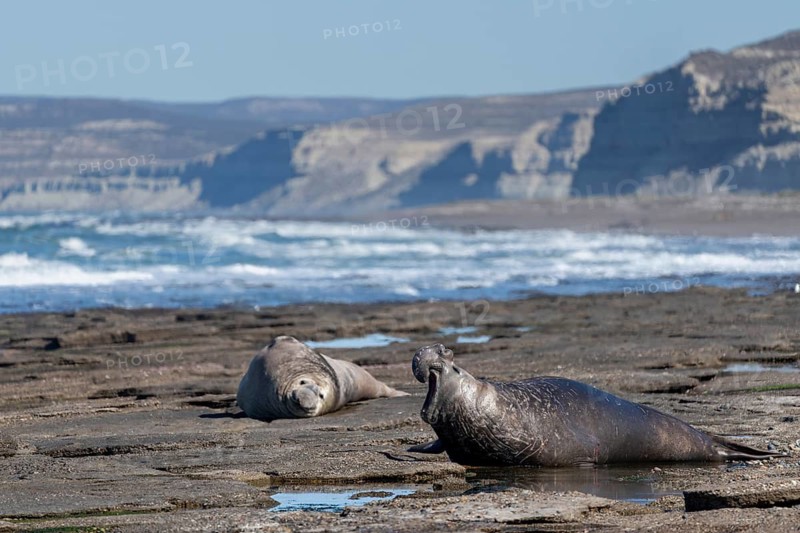 Southern elephant seal (Mirounga leonina), male with open mouth lying on rocky coast, in the background another male, steep cliffs in the background, Valdés Peninsula, Patagonia, Argentina