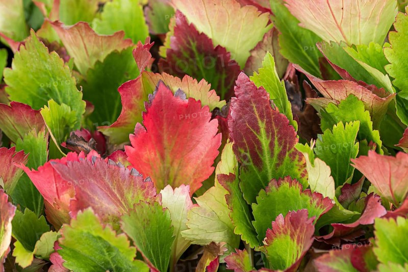 Mukdenia (Mukdenia rossii 'Nova Flame'), Staudengärtnerei Ihm, Germany
