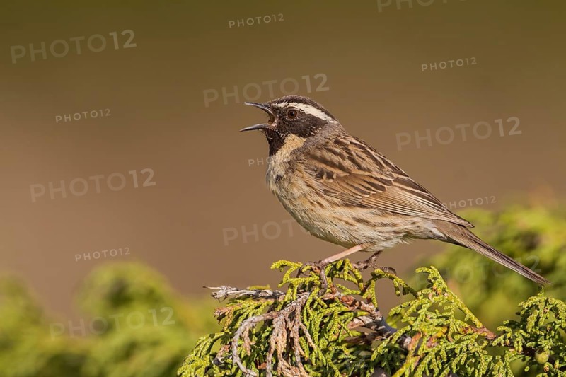 Black-throated Accentor - Schwarzkehlbraunelle - Prunella atrogularis ssp. huttoni, Kazakhstan, adult