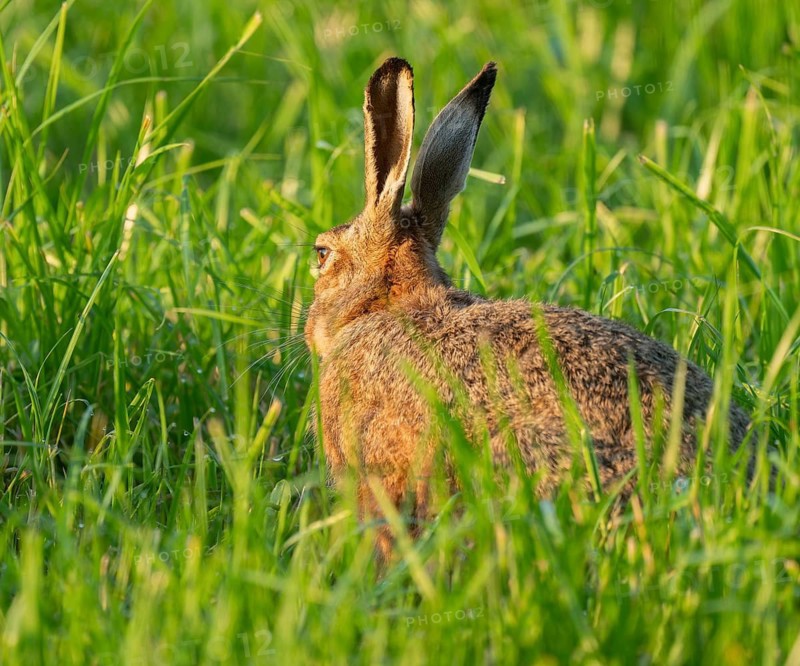 European hare (Lepus europaeus) sitting in a green meadow, wildlife, Lower Saxony, Germany