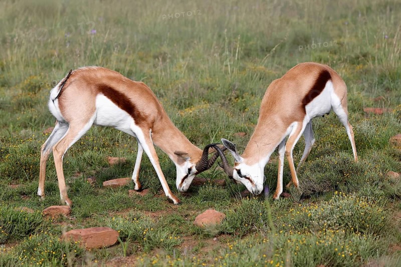 Springbok (Antidorcas marsupialis), adult, male, two, fighting, Mountain Zebra National Park, Eastern Cape, South Africa