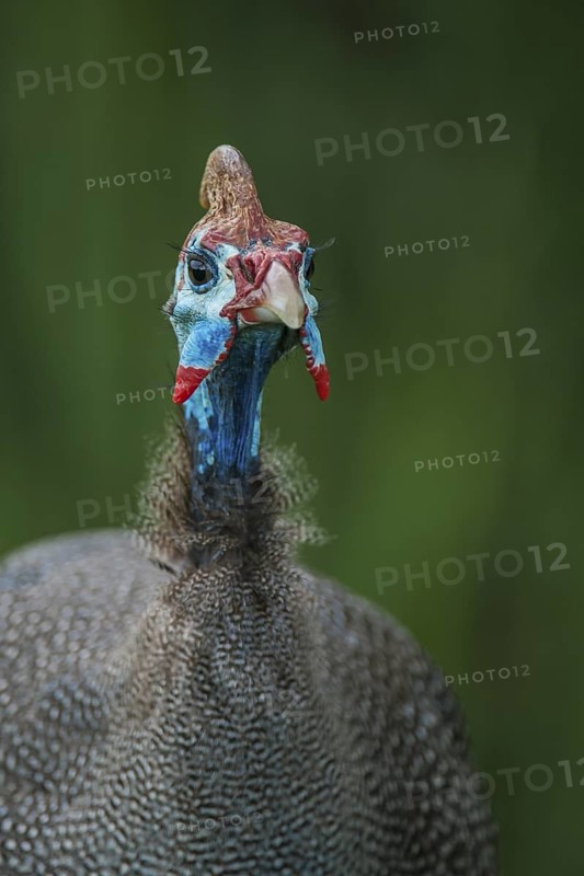 Helmeted Guineafowl (Numida meleagris), Mpumalanga, South Africa