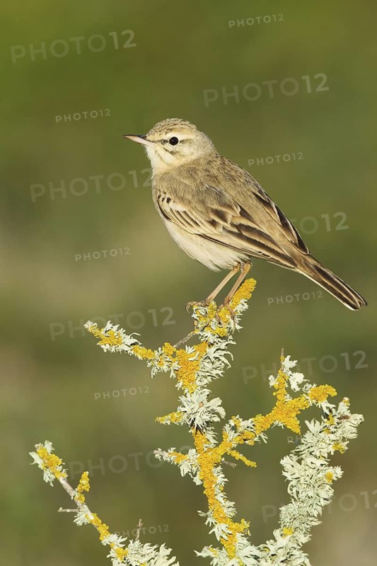 Tawny Pipit (Anthus campestris), Mallorca, Spain