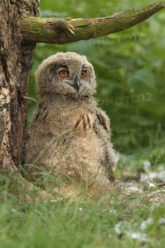 Eurasian Eagle-Owl (Bubo bubo) juvenile, Netherlands