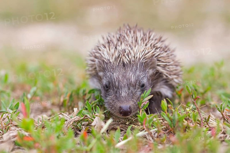 Brown-breasted hedgehog, Western hedgehog, hedgehog family, (Erinaceus europaeus), Western European hedgehog, animals, mammals, Bulgaria