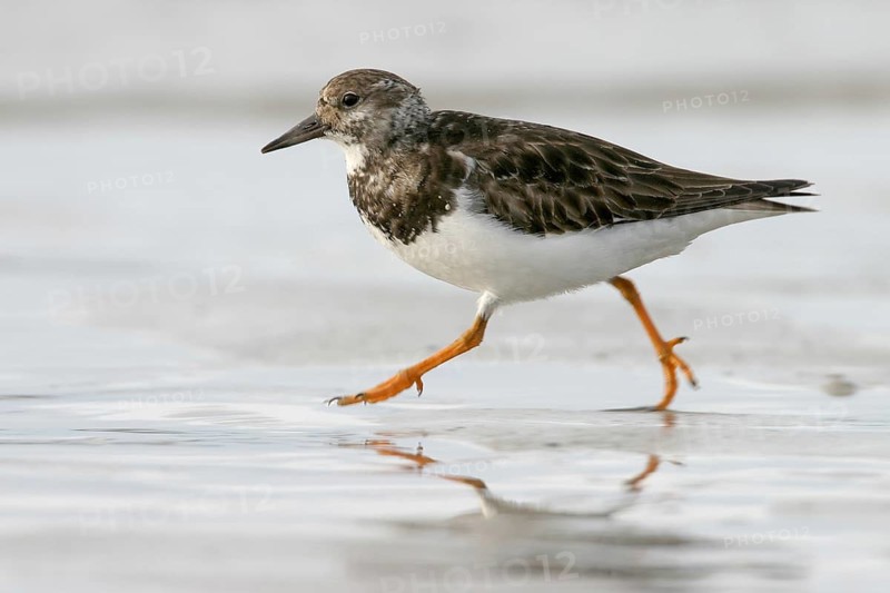 Turnstone, (Arenaria interpres), Animals, Birds, Snipe family, Texel, Heligoland, Schleswig-Holstein, Germany