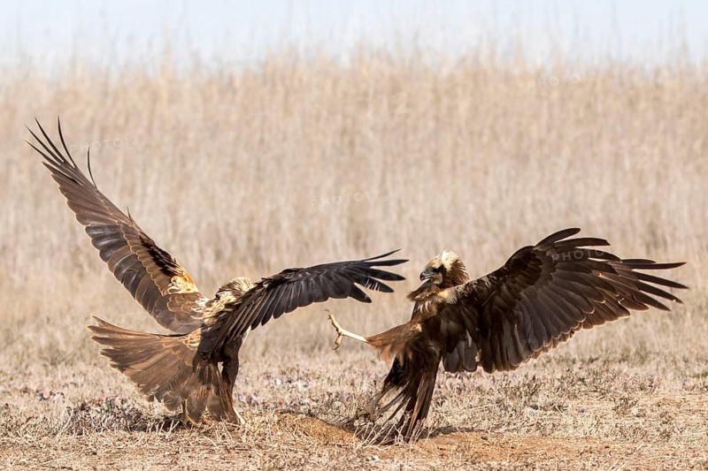 Western Marsh Harrier (Circus aeruginosus) female fighting, Castile-La Mancha, Spain