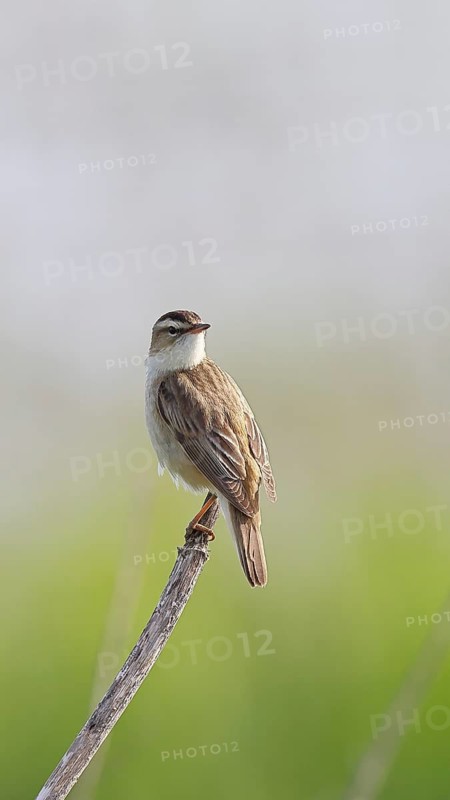 Reed warbler (Acrocephalus schoenobaenus) singing on a branch, wildlife, Lembruch, Ochsen Moor, Dümmer nature park Park, Lower Saxony, Germany