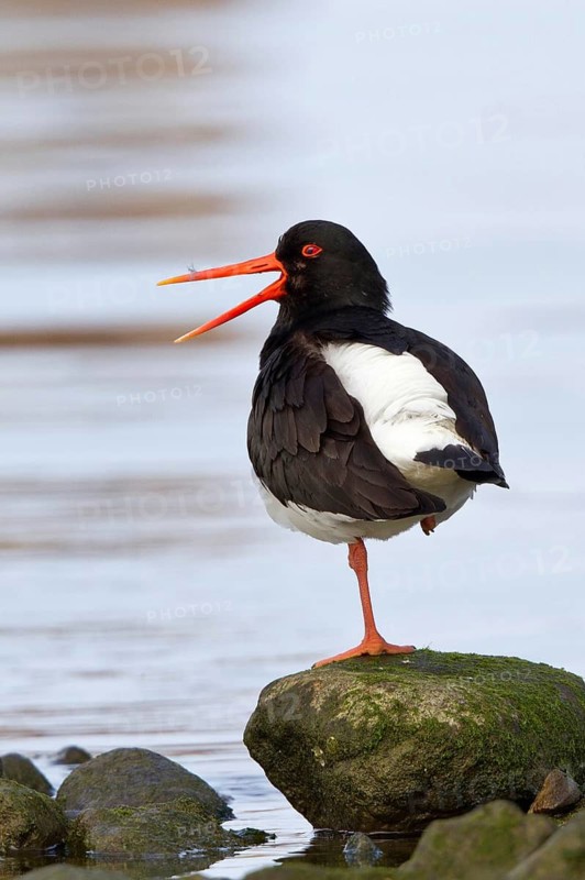 Eurasian Oystercatcher (Haematopus ostralegus) calling, perched on a stone in water, Mecklenburg-Western Pomerania, Germany