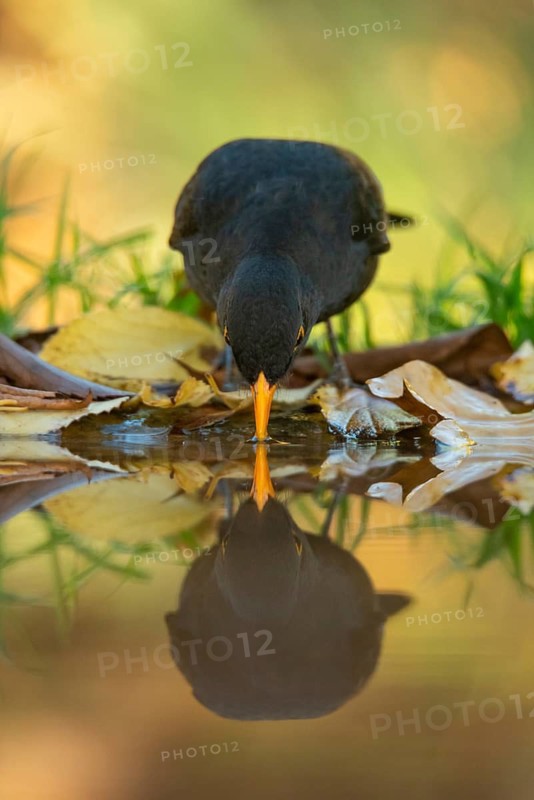 A common blackbird, Turdus merula, with a vivid yellow beak drinks water from a serene pond, reflecting its image amidst autumn leaves