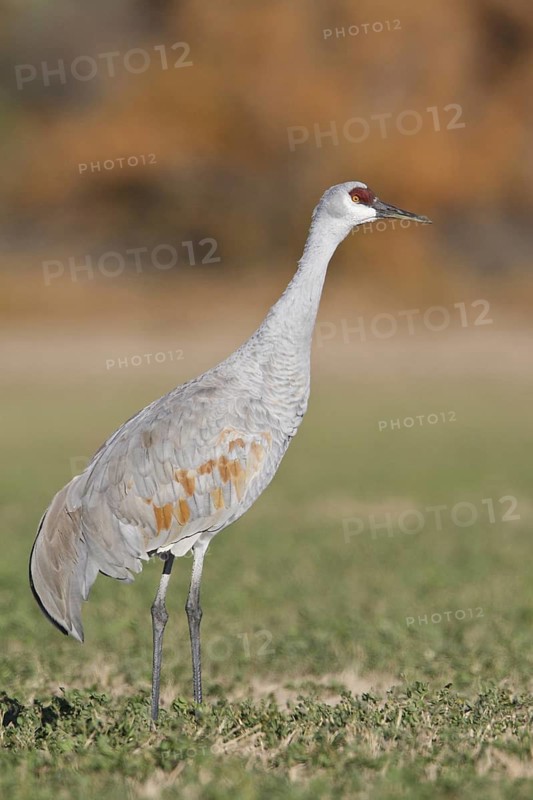 Sandhill Crane (Antigone canadensis), New Mexico, USA
