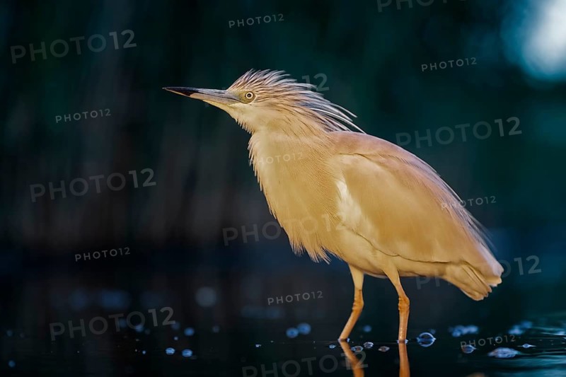Squacco Heron (Ardeola ralloides) foraging, Hungary