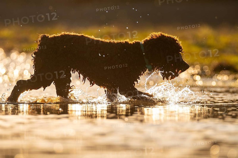 Captivating image of a dog playfully splashing in a river at sunset. The backlighting creates a golden glow, highlighting the water droplets and the dog's silhouette