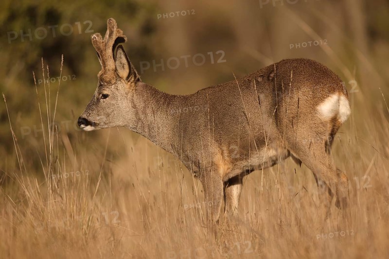 A roe deer stands gracefully amid tall golden grasses in a peaceful field. The sunlight casts a warm glow, highlighting its delicate features and natural beauty