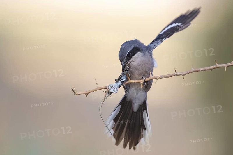Southern Grey Shrike (Lanius meridionalis) male, Castile-La Mancha, Spain