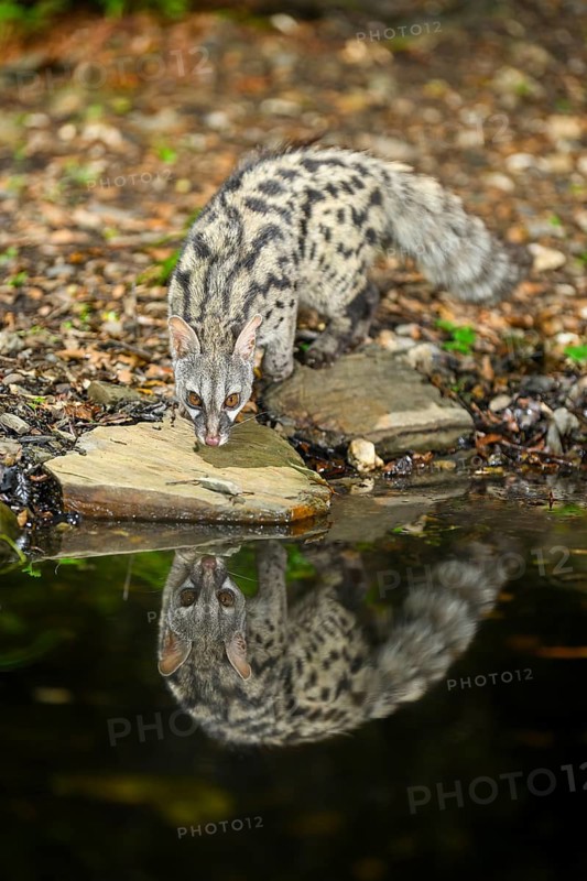 Common genet (Genetta genetta) at the shore of a lake, wildlife in a forest, Montseny National Park, Catalonia, Spain