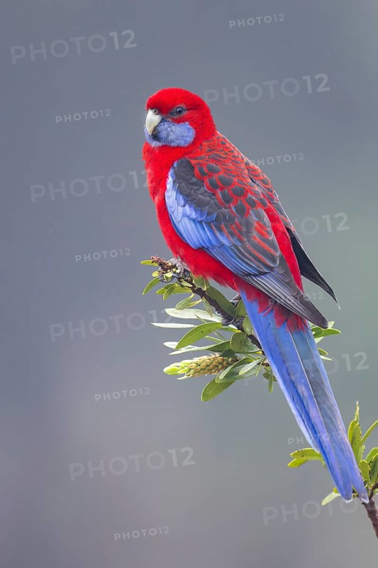 Crimson Rosella (Platycercus elegans) perched on a branch in eastern Australia