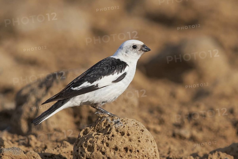 Snow Bunting - Schneeammer - Plectrophenax nivalis ssp. insulae, Iceland, adult male