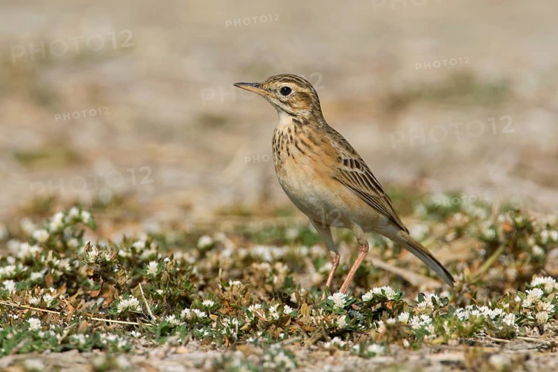 Richard's Pipit (Anthus richardi) perched on the ground, Phetchaburi, Thailand