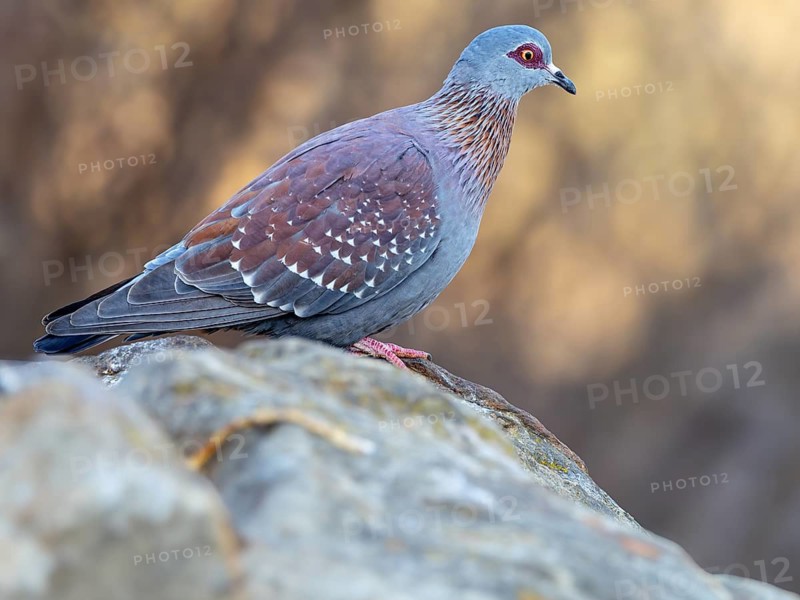 Africa, Gambia, speckled pigeon (Columba guinea), Pigeon roussard, Paloma de Guinea, Pigeon, Pigeons, Marakissa River Camp Canoe tri, Marakissa, South Bank, Gambia