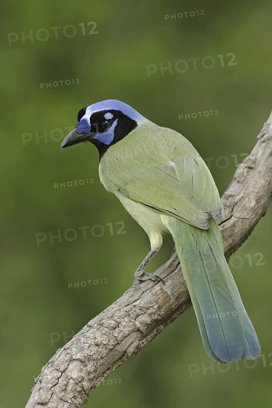 Green Jay (Cyanocorax luxuosus), Texas, USA