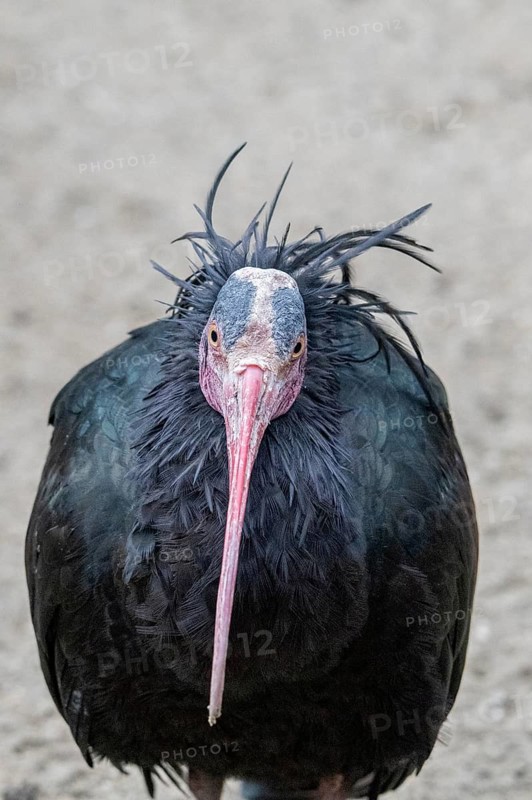 Northern bald ibis (Geronticus eremita), portrait, Schönbrunn Zoo, Vienna, Austria