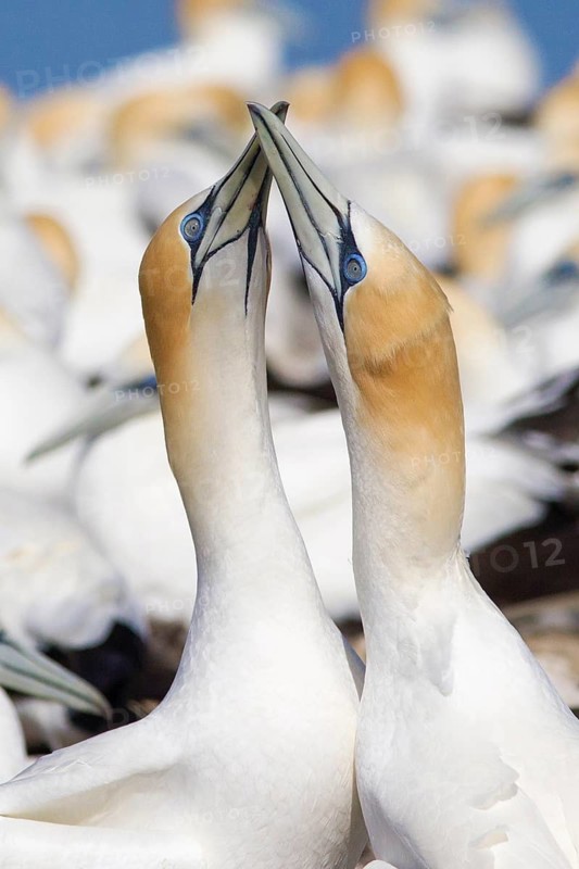 Australasian Gannet (Morus serrator) pair displaying, Victoria, Australia