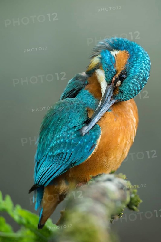 Common Kingfisher (Alcedo atthis) male preening perched on a branch, Lower Saxony, Germany