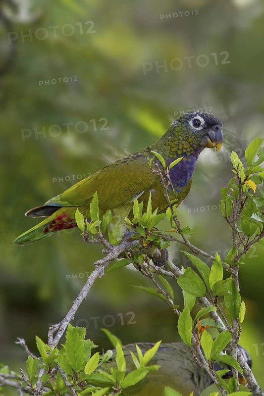 Scaly-headed Parrot (Pionus maximiliani), Mato Grosso do Sul, Brazil