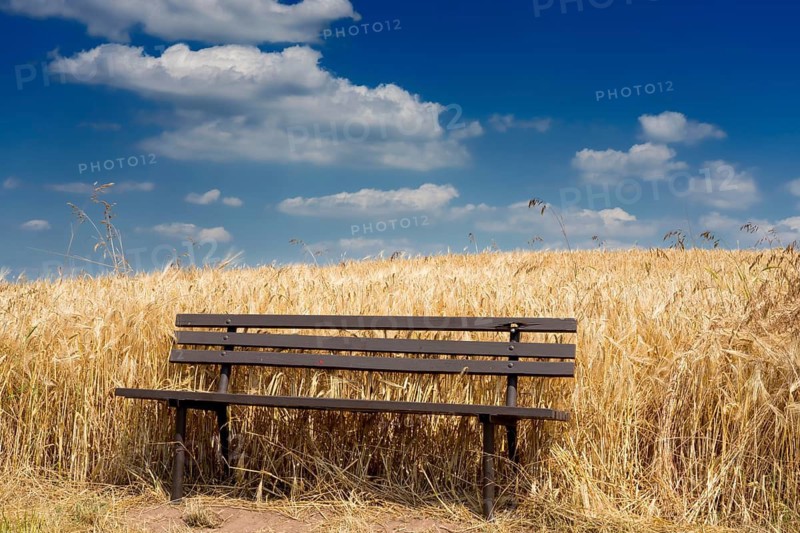 Field of Triticale, a hybrid of wheat (Triticum) and rye (Secale)