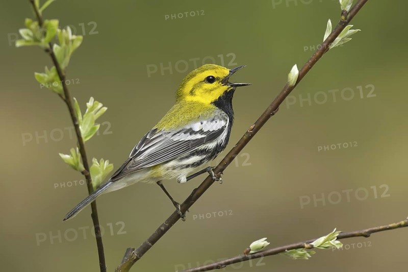 Black-throated Green Warbler (Setophaga virens) male singing, Michigan, USA