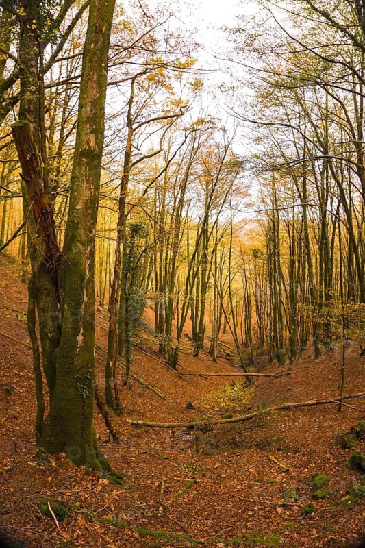 Artikutza Forest in San Sebastián, Guipuzcoa, Basque Country. Spain