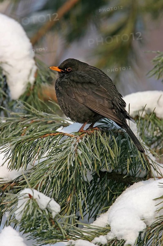 Blackbird (Turdus merula), one, individual, biotope, habitat, perch, garden, Neuhofen, Rhineland-Palatinate, Federal Republic of Germany