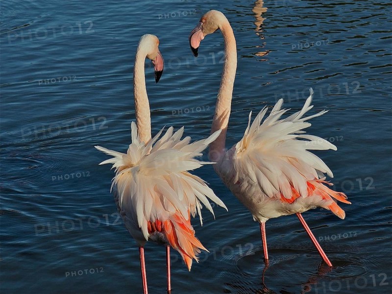 Pink flamingo (Phoenicopterus roseus)