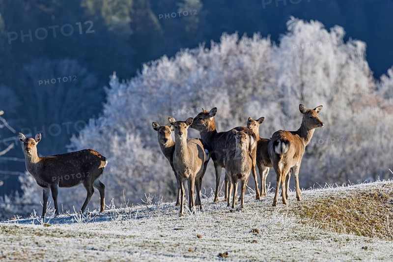 A herd of Japanese sika deer (Cervus nippon nippon) stands on a frost-covered meadow in hilly terrain. A frost-covered forest can be seen in the background. Southern Honshu, Shikoku, and Kyushu, Japan