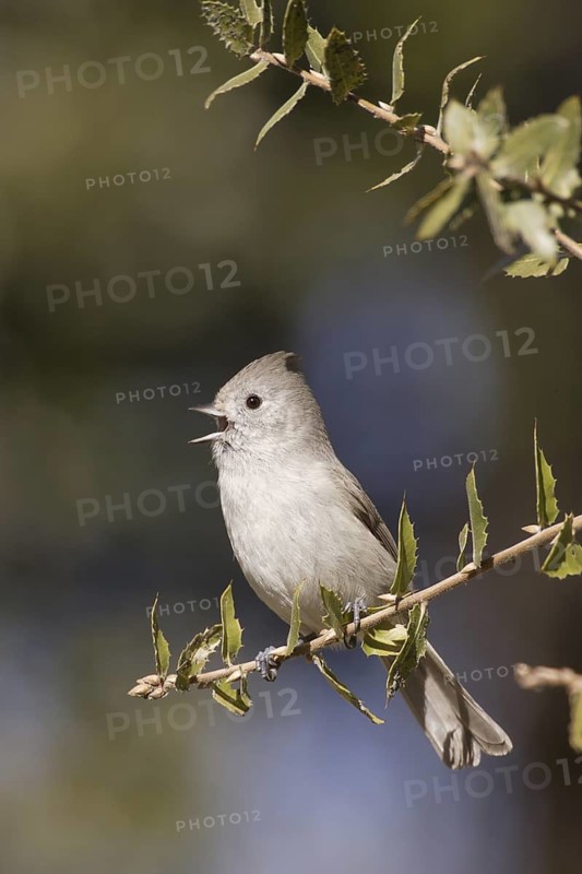 Oak Titmouse (Baeolophus inornatus) singing, California, USA