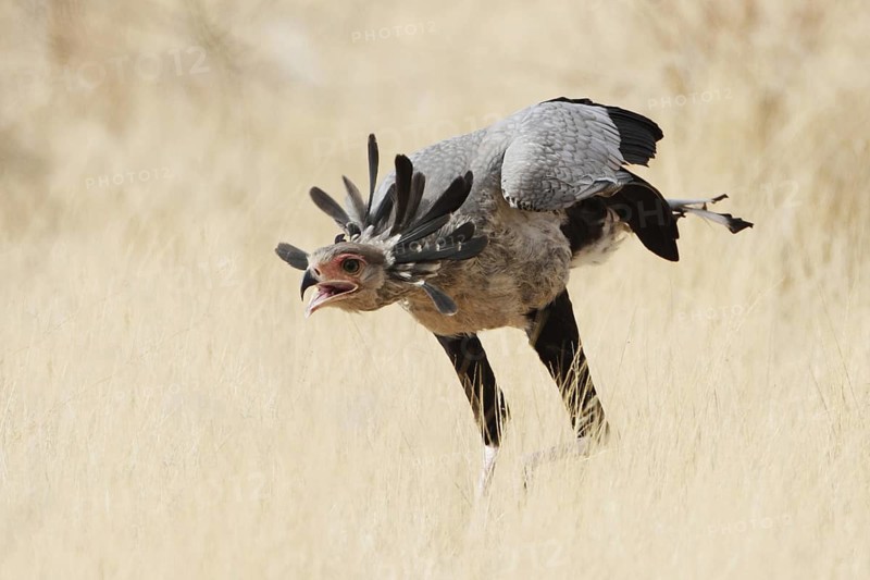 Secretarybird (Sagittarius serpentarius), Samburu, Kenya