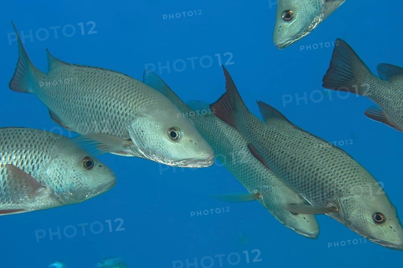 Mangrove snapper (Lutjanus argentimaculatus)