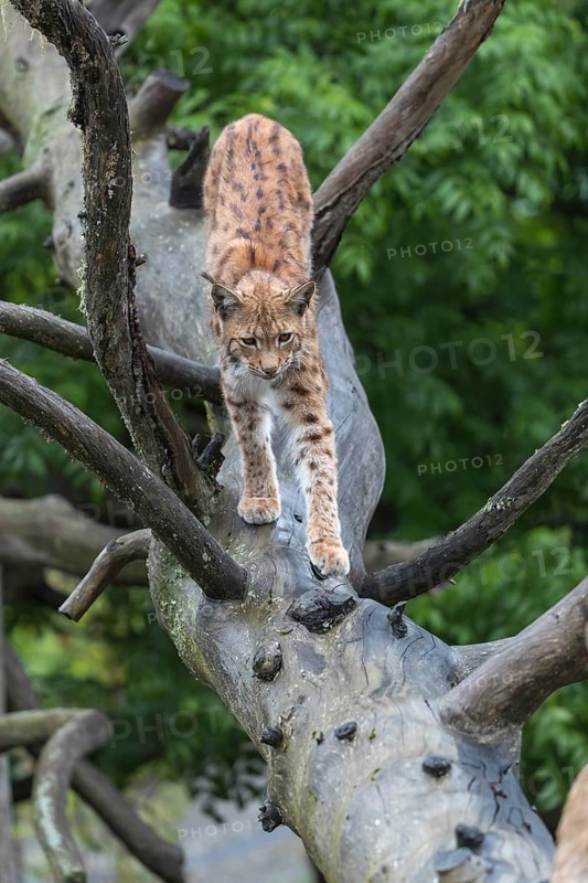 One Eurasian lynx, (Lynx lynx), walking down on a fallen tree. Side view with green forest in the background