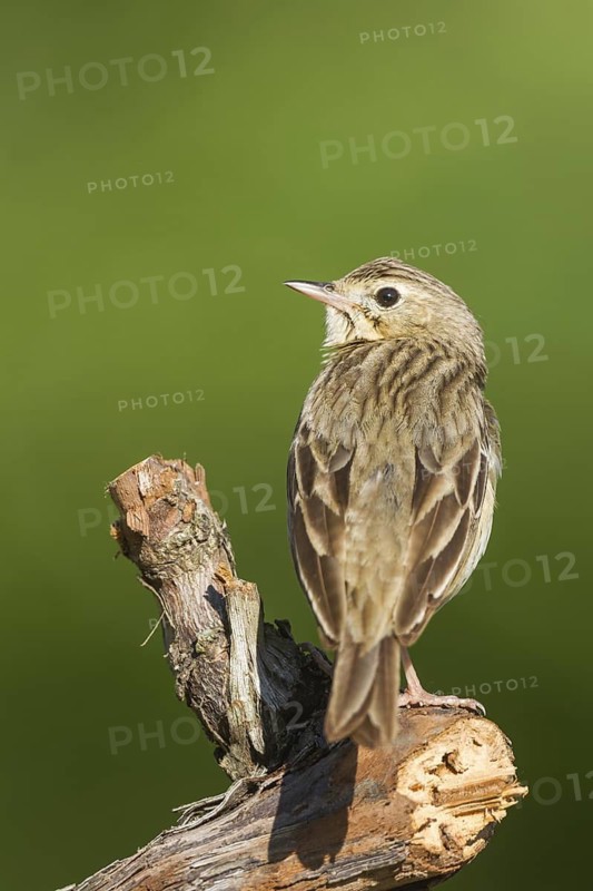 Tree Pipit (Anthus trivialis), Baden-Wuerttemberg, Germany