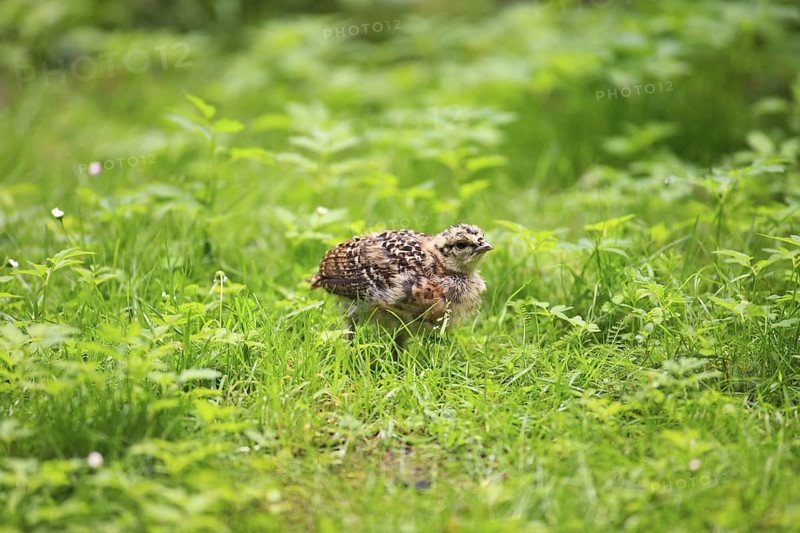 Western Capercaillie (Tetrao urogallus) juvenile, Bavaria, Germany