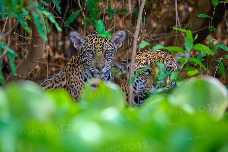 Two jaguars one young crouching behind dense leaves in a jungle hideout, Jaguar (Panthera onca), Pantanal, Mato Grosso, Brazil