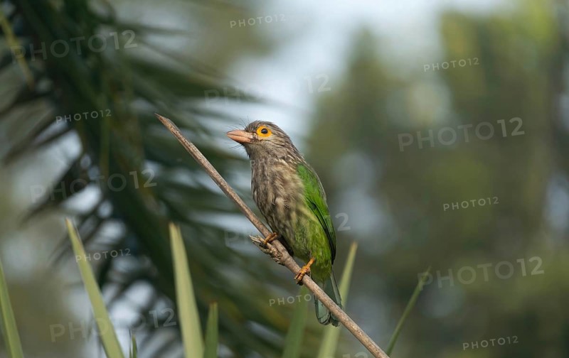 Brown-headed Barbet (Psilopogon zeylanicus) perched on a branch in a tropical garden, Sreepur, Gazipur, Bangladesh