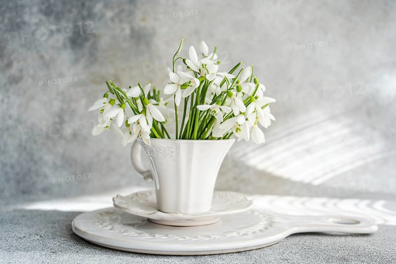 Elegant white snowdrops arranged in a delicate ceramic mug set on a beautifully designed ceramic plate, backed by a soft-textured grey background