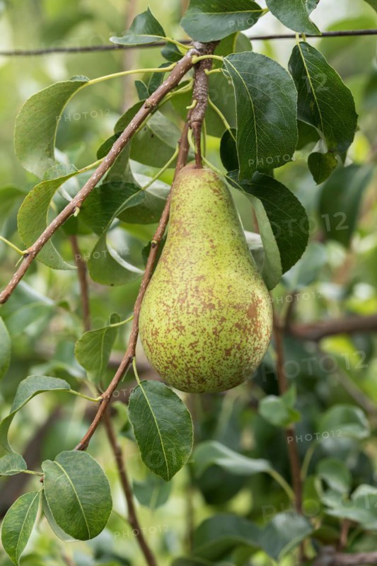 Pear (Pyrus communis 'Concorde'), Cambridge Botanical Garden, Germany