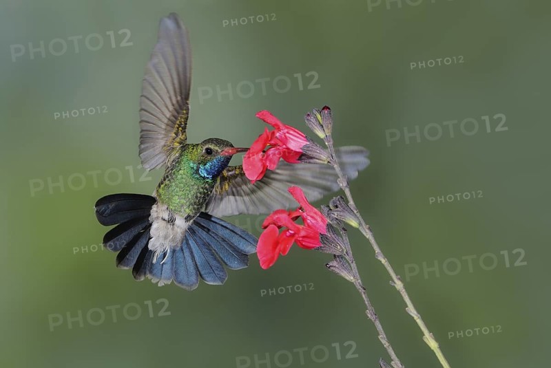 Broad-billed Hummingbird Male (Cynanthus latirostris) - Green Valley, Arizona